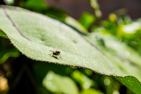 Close up shot of a fruit fly on Sweet potato leaf at Los Angeles, California