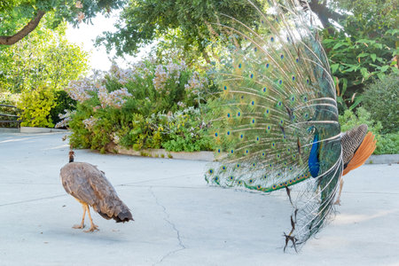 Close up shot of a male peacock trying to attract a female at Los Angelesの写真素材