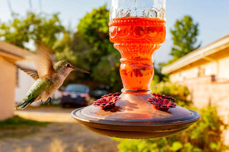 Close up shot of hummingbird flying near a feeder at Los Angeles, Californiaの写真素材