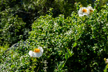 Close up shot of the beautiful Romneya coulteri blossom, saw on the trail of Fish Canyon Falls Trail at Los Angelesの写真素材