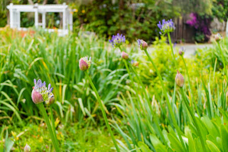 Close up shot of African lily blossom at Los Angeles, Californiaの写真素材