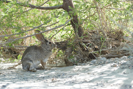 Close up shot of a rabbit at Los Angeles, California