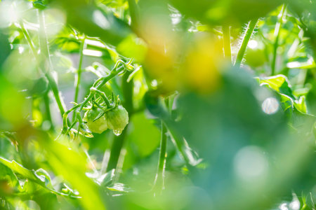 Growing tomato in farm garden at Los Angeles
