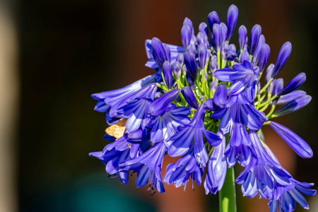 Close up shot of Lily of the Nile flower blossom at Los Angeles, Californiaの写真素材