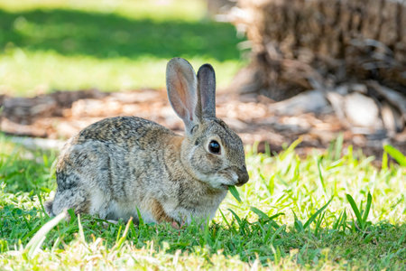 Close up shot of a rabbit at Los Angeles, Californiaの写真素材