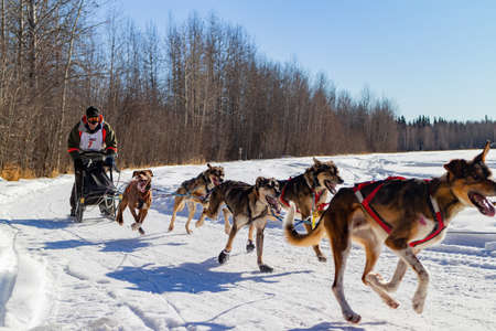 Fairbanks, MAR 22 2015 - Sunny view of dog sledding competitionのeditorial素材