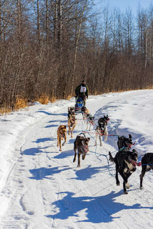 Fairbanks, MAR 22 2015 - Sunny view of dog sledding competitionのeditorial素材