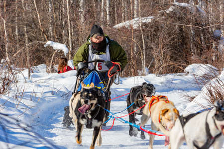 Fairbanks, MAR 22 2015 - Sunny view of dog sledding competitionのeditorial素材