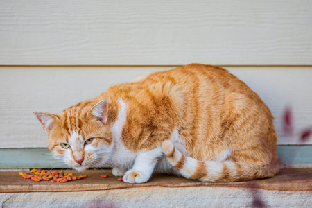 Close up shot of a cute brown Tabby cat at Oklahomaの写真素材