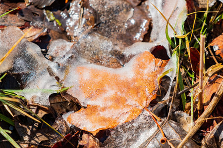 Close up shot of grass frozen on the ground with some water in the Eagle trail at Edmond, Oklahoma