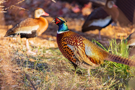 Close up shot of male Ring Necked Pheasant at Oklahomaのeditorial素材