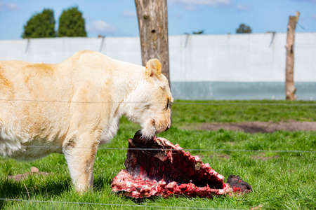 Close up shot of White Bengal Tiger eating a meat in the beautiful West Midland Safari Park at Spring Grove, United Kingdomの写真素材