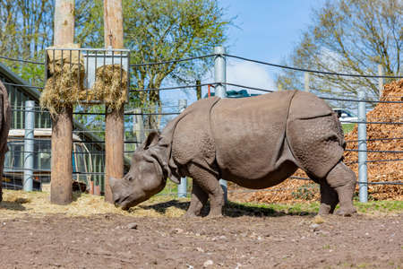 Close up shot of the Indian Rhinoceros in the beautiful West Midland Safari Park at Spring Grove, United Kingdomの写真素材