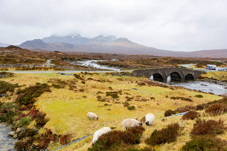 Beautiful country side with sheep walking around at Highland, Scotlandの写真素材