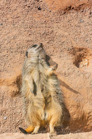 Close up shot of cute Meerkat in the beautiful West Midland Safari Park at Spring Grove, United Kingdomの写真素材
