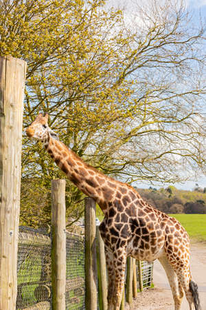 Close up shot of Giraffe eating in the beautiful West Midland Safari Park at Spring Grove, United Kingdomの写真素材