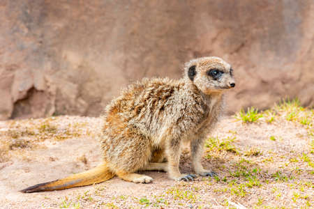 Close up shot of cute Meerkat in the beautiful West Midland Safari Park at Spring Grove, United Kingdomの写真素材