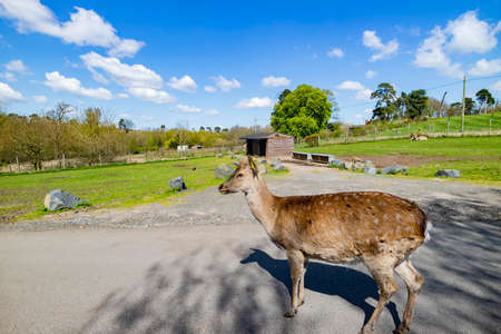 Close up shot of the beautiful Sika deer in the beautiful West Midland Safari Park at Spring Grove, United Kingdomの写真素材