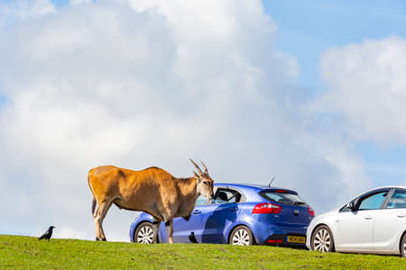 Spring Grove, APR 23 2016 - Close up shot of antelope walking in the beautiful West Midland Safari Parkのeditorial素材