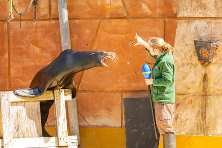 Spring Grove, APR 23 2016 - Sea lions performance in the beautiful West Midland Safari Parkのeditorial素材
