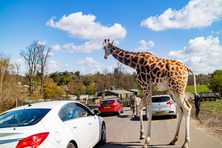 Spring Grove, APR 23 2016 - Close up shot of Giraffe walking in the beautiful West Midland Safari Parkのeditorial素材