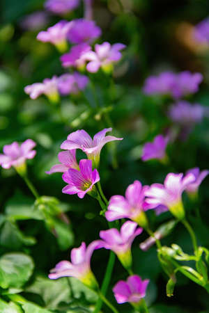 Close up shot of Oxalis articulata blossom at Taipei, Taiwanの写真素材