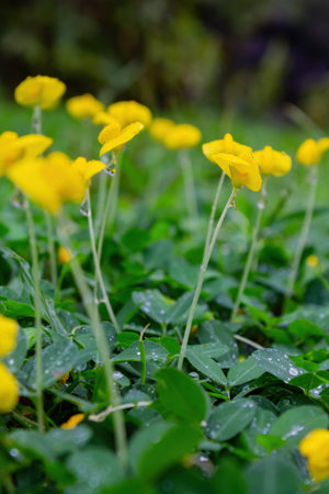 Close up shot of Arachis pintoi blossom with water droplets at Taipei, Taiwan
