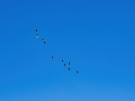 Close up shot of many Canada geese flying in the sky at Oklahoma