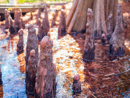 Close up shot of interesting tree roots along the Texas Native Trail at Texasの写真素材