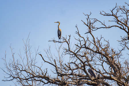Close up shot of grey heron on a tree at Oklahomaの写真素材