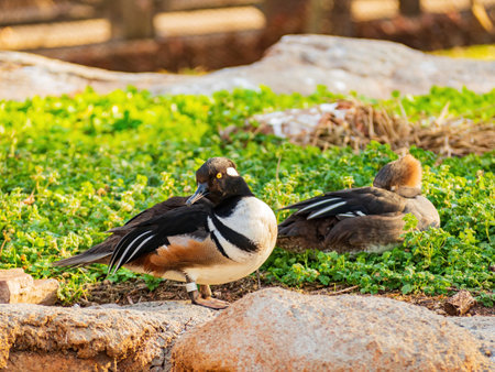 Close up shoot of Bufflehead at Oklahomaの写真素材