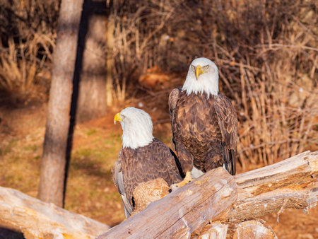 Close up shot of two Bald eagle at Oklahoma