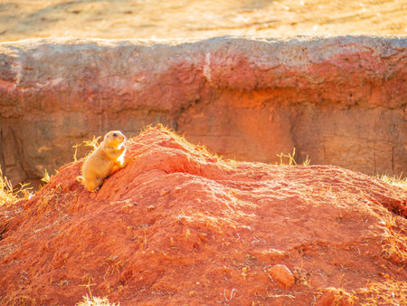 Close up shot of Prairie dog family at Oklahoma