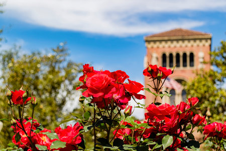 Sunny view of the campus of the University of Southern California at Los Angelesの写真素材