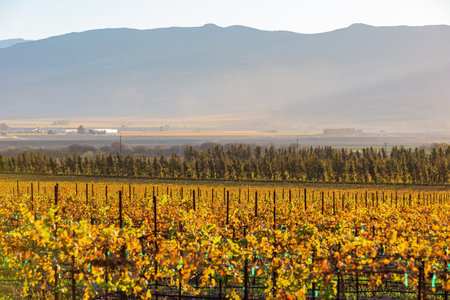 Sunny view of the vineyard landscape of Salinas Valley at California