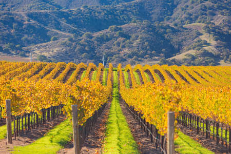 Sunny view of the vineyard landscape of Salinas Valley at Californiaの写真素材