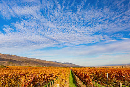 Sunny view of the vineyard landscape of Salinas Valley at Californiaの写真素材