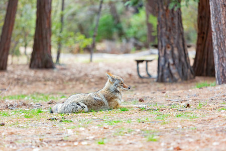 Close up shot of a Coyote in Yosemite National Park at California
