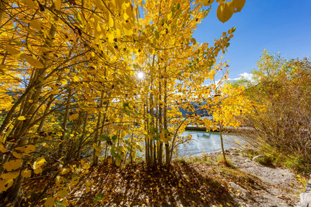 Sunny view of the fall color in June Lake Loop at California