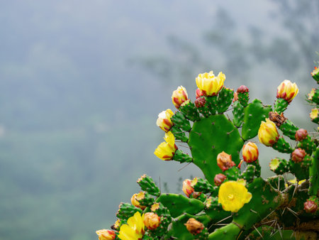 Overcast view of the opuntia cactus blossom at Kinmen, Taiwan