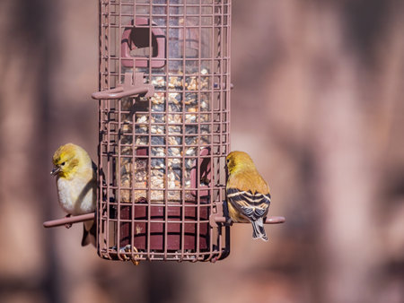 Close up shot of American goldfinch eating on a feeder at Oklahomaの写真素材