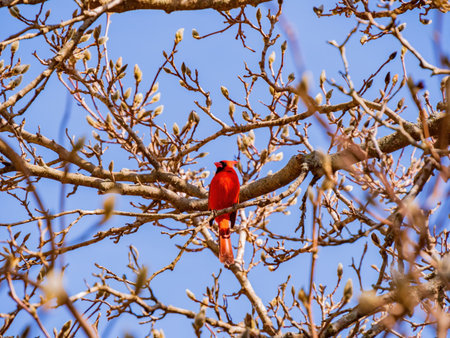 Close up shot of a cute male Northern cardinal on a tree at Oklahoma