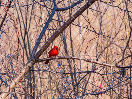 Close up shot of a cute male Northern cardinal on a tree at Oklahoma