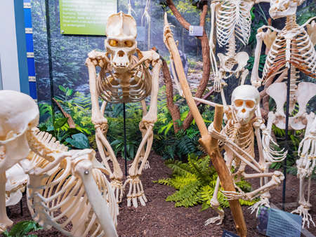 Oklahoma, MAR 3 2022 - Close up shot of the monkey bone in the Museum of Osteologyのeditorial素材