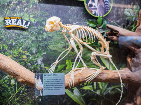 Oklahoma, MAR 3 2022 - Close up shot of the monkey bone in the Museum of Osteologyのeditorial素材