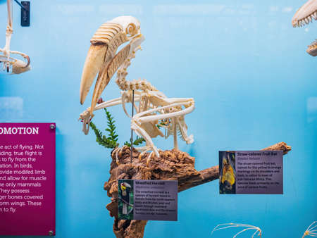 Oklahoma, MAR 3 2022 - Interior view of the Museum of Osteologyのeditorial素材