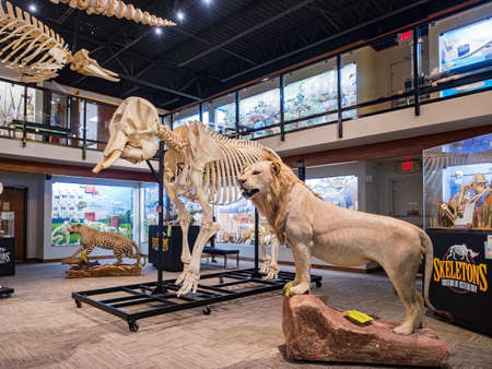 Oklahoma, MAR 3 2022 - Interior view of the Museum of Osteologyのeditorial素材