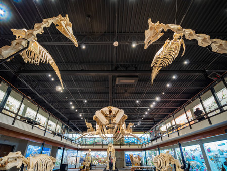 Oklahoma, MAR 3 2022 - Interior view of the Museum of Osteologyのeditorial素材
