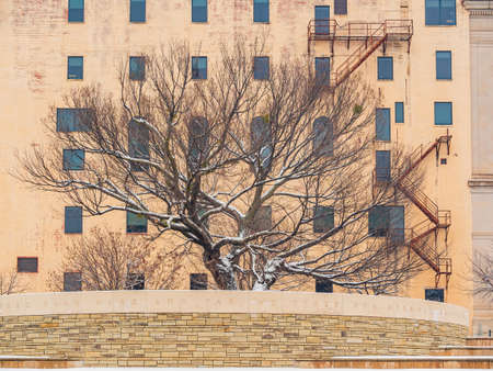 Overcast view of a snowy garden with Survival Tree of Oklahoma City National Memorial and Museum at Oklahomaのeditorial素材