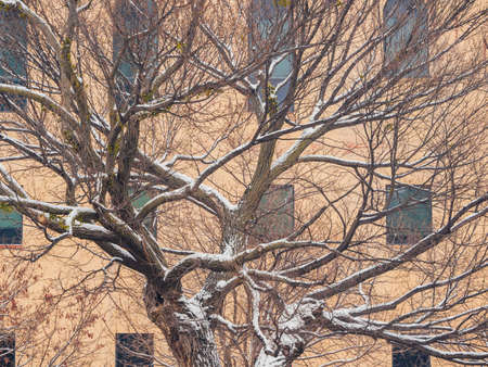 Overcast view of a snowy garden with Survival Tree of Oklahoma City National Memorial and Museum at Oklahomaのeditorial素材